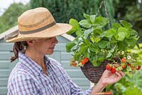Woman picking fruit from the Strawberry hanging basket