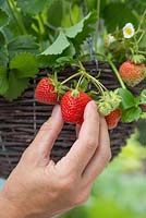 Picking fruit from the Strawberry hanging basket
