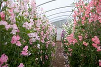 Walkway through Lathyrus plants in glasshouse. Roger Parsons Specialist Producer of Sweet Peas, Sussex
