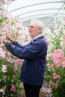 Owner Roger Parsons at work amongst Lathyrus Collection in glasshouse