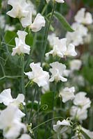 Lathyrus Selene. Roger Parsons Specialist Producer of Sweet Peas, Sussex