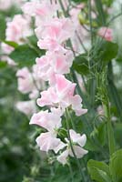 Lathyrus 'John Gray'. Roger Parsons Specialist Producer of Sweet Peas, Sussex