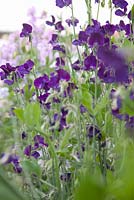 Lathyrus 'Bouquet Navy'. Roger Parsons Specialist Producer of Sweet Peas, Sussex