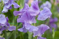 Lathyrus 'Our Harry'. Roger Parsons Specialist Producer of Sweet Peas, Sussex