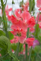 Lathyrus 'William Wilson'. Roger Parsons Specialist Producer of Sweet Peas, Sussex