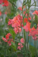 Lathyrus 'Prince of Orange'. Roger Parsons Specialist Producer of Sweet Peas, Sussex