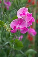 Lathyrus 'Grandma Butt'. Roger Parsons Specialist Producer of Sweet Peas, Sussex