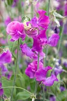 Lathyrus 'Solstice Orchid'. Roger Parsons Specialist Producer of Sweet Peas, Sussex