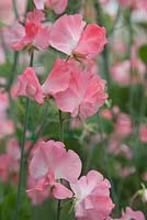 Lathyrus 'Aphrodite'. Roger Parsons Specialist Producer of Sweet Peas, Sussex