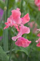 Lathyrus 'Dusty Springfield'. Roger Parsons Specialist Producer of Sweet Peas, Sussex