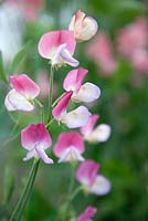 Lathyrus 'Spanish Dancer'. Roger Parsons Specialist Producer of Sweet Peas, Sussex