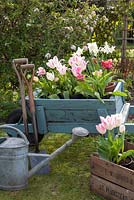 Old Wheelbarrow and wooden box with tulips and garden utensils