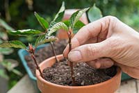 Plant the softwood Viburnum x bodnantense cuttings in a container, ensuring they are spaced apart allowing room for growth
