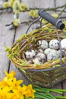 Floral display of Quail eggs in a wire basket entangled with Willow branches, accompanied by Daffodils and fresh spring foliage