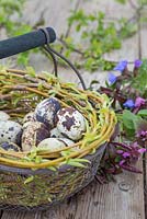 Floral display of Quail eggs in a wire basket entangled with Willow branches, accompanied by fresh spring foliage