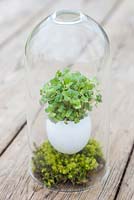 Cress growing inside a white egg shell, mounted on moss and encased within a glass dome