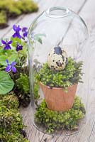 Quail egg mounted on a small pot of moss, encased within a glass dome
