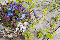 Floral Easter display in a wire basket containing Quail eggs, Pulmonaria, Muscari, Lamium purpureum, Scilla siberica and Hebe, accompanied with fresh spring foliage