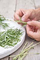 Remove the leaves from freshly picked rosemary