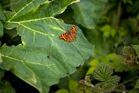 Comma Butterfly - Polygonia c-album on a Rhubarb leaf
