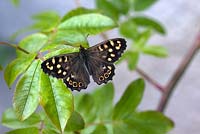 Pararge aegeria - Speckled Wood Butterfly