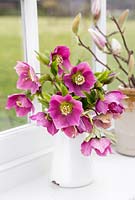 Floral display of flowering Hellebore in a jug, with a view to the garden