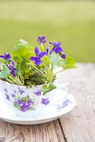Viola odorata and moss planted in a vintage tea cup