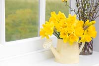 Narcissus in a cream jug with a view to the garden