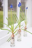 Flowering Muscari bulbs in glass jars, with a view to the garden