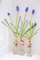 Flowering Muscari bulbs in glass jars