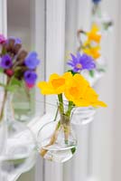 Cut flowers in small bulbous glass vases. Narcissus, Pulmonaria and Anemone