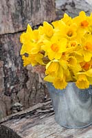 Bunch of Narcissus in metal bucket surrounded by logs