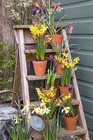 Ladder decorated with potted Tulips, Muscari and Narcissus