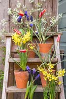 Ladder decorated with potted Tulips, Muscari and Narcissus