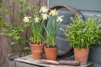 Potted Narcissus and Myosotis accompanied with Trowel and Riddle