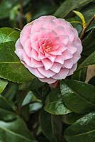 Camellia rusticana 'Otome'. 