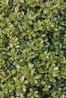 Pittosporum tenuifolium 'Golf Ball' syn. kohuhuneat, rounded, green shrub 