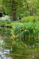 Iris pseudocorus and reflections at Longstock Park Water Gardens in May with Betula and Taxodium distichus