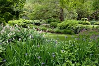 Maianthemum racemosa and Iris versicolor. Hampshire. View at Longstock Park Water Gardens in May 