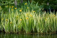 Iris pseudocorus 'Variegata' at Longstock Park Water Gardens