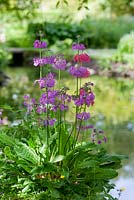 Primula japonica in May at on the waters edge