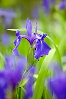Iris clarkei at Longstock Water Park