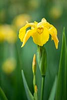 Iris pseudocorus 