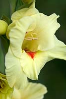 Gladiolus 'Flevo Smile'