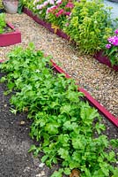 Row of coriander in raised bed with shingle pathway.