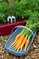 Trug of garden carrots- Daucus carota, 'Flyaway', beside small raised bed