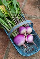 Freshly harvested turnips, 'Sweetball' in blue trug.