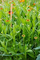 Helenium 'Sahins Early Flowerer' about to flower supported by canes and plastic hoops.