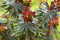 Euphorbia amygdaloides 'Craigieburn'