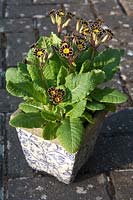 Primula Gold-laced Group in tiled container
